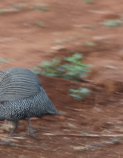 Ancestor to domestic Guinea Fowl...this one is a wild Helmeted Guinea Fowl.