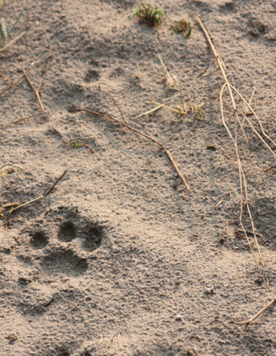 More lion tracks...may be a good idea to stay in the jeep.