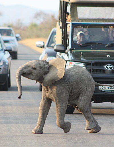 Day_2_Kruger_morning_drive_047e