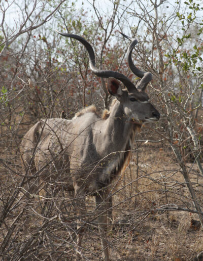 Male Greater Kudu