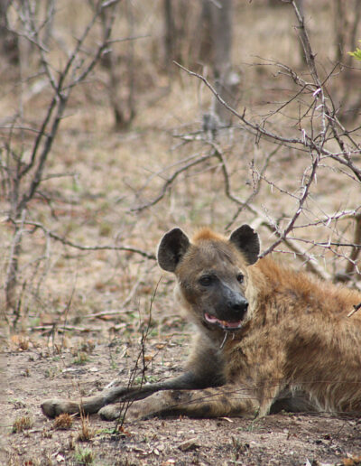 Spotted Hyena at her den