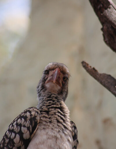 Ever had someone "look down their nose at you"? Yellow-billed hornbills do it to me!