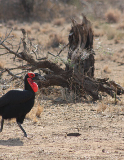 Ground Hornbill