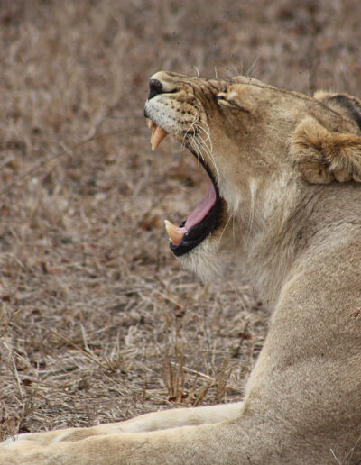 Day_6_Kruger_night_AND_Day_7_250e