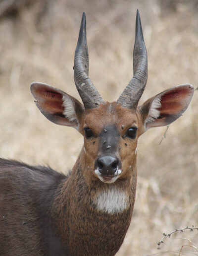 Male Bushbuck and a few flies