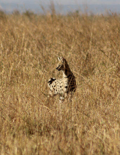 Masai Mara-Serval