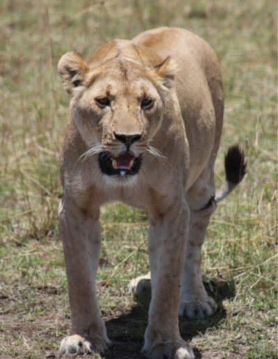 Masai Mara-Lioness