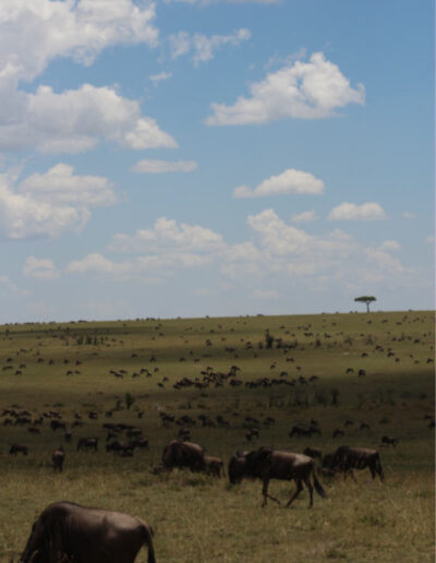 Masai Mara-The Great Wildebeest Migration...tens of thousands in all directions.