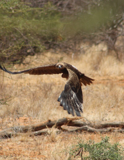 Samburu-Steppe Eagle taking off