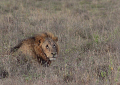 Male Lion in Nairobi National Park 2011