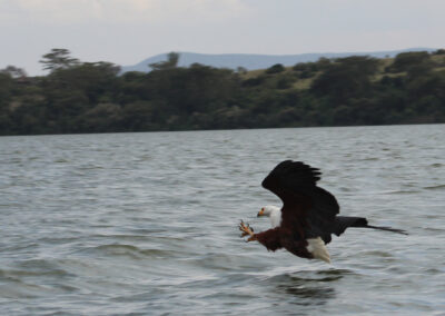 African Fish Eagle picking up lunch in Lake Niavasha 2011