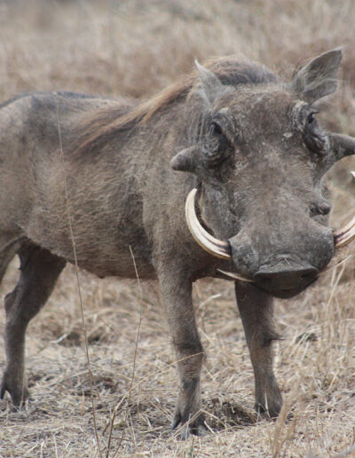 Warthog Boar