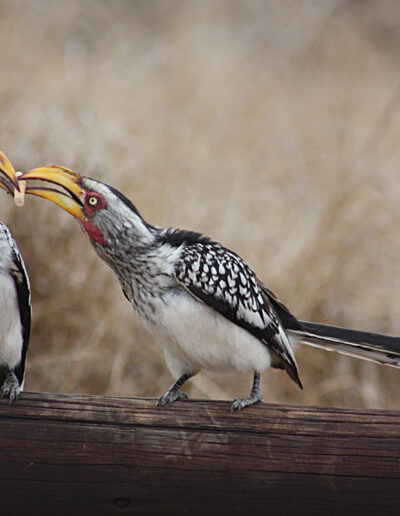 Yellow-billed Hornbills...Anyone got a lighter?