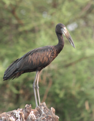 Open-billed Stork