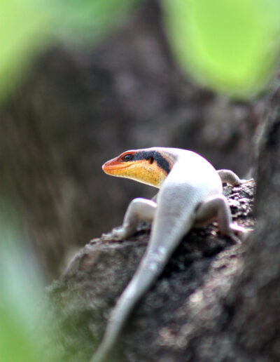 Rainbow Skink