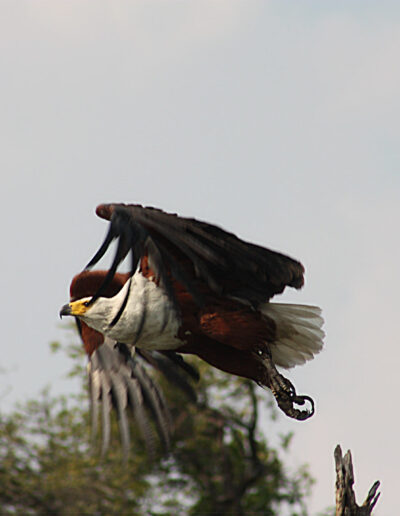 African Fish Eagle