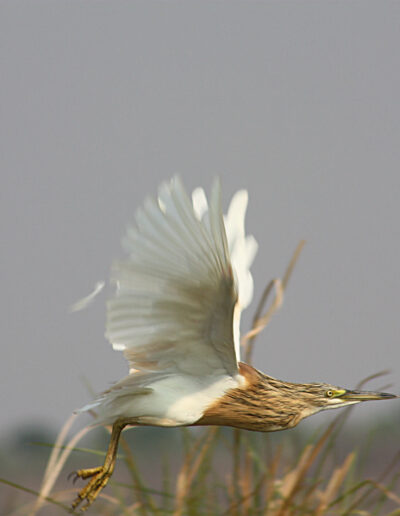 Squacco Heron