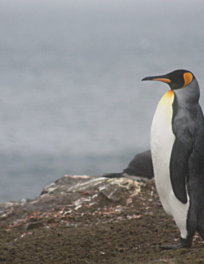 King Penguin