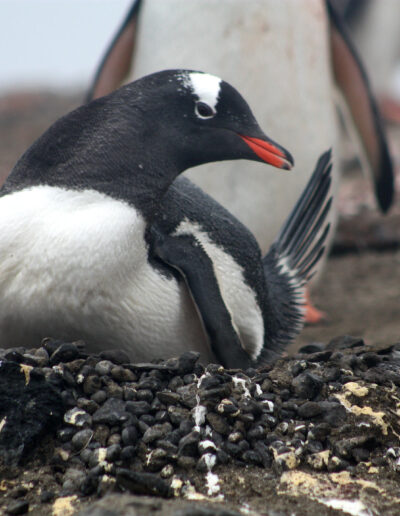 Gentoo Penguin