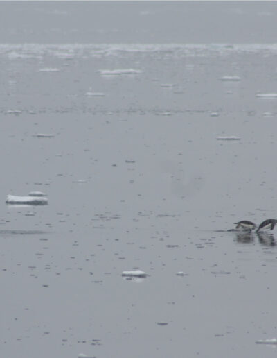 Penguins "porpoise" through the smooth waters