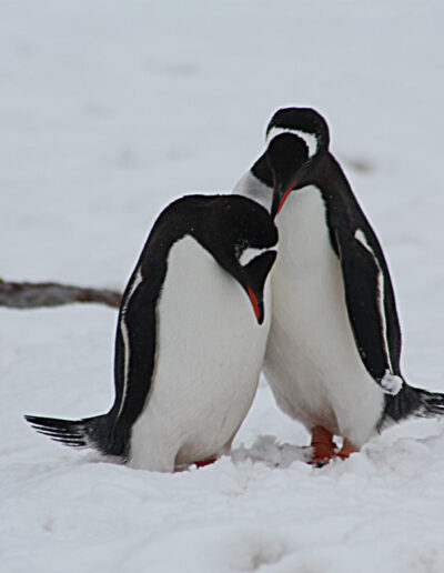 Pair of Gentoo