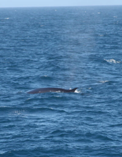 Fin Whales