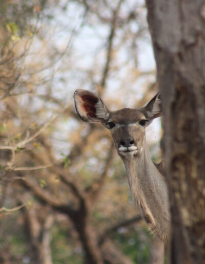 Shhh! This female Greater kudu is standing very still so we can't see her.