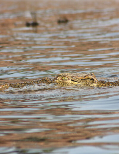 Swimming anyone? She doesn't look all that dangerous...