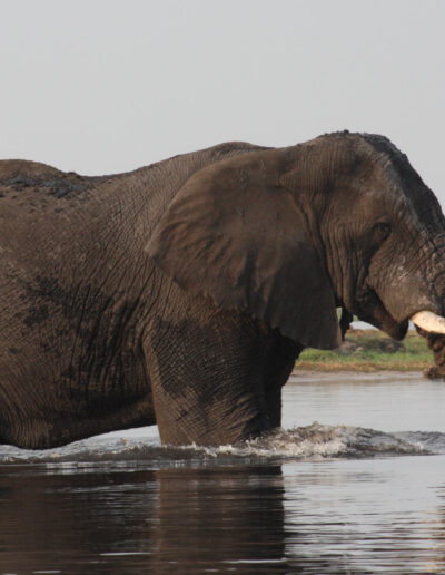 chobe_day_1_149c