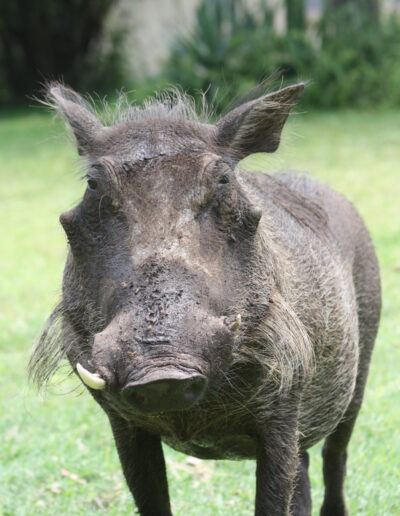 The "lovely" Warthog. A face that maybe even a mother would have trouble with!