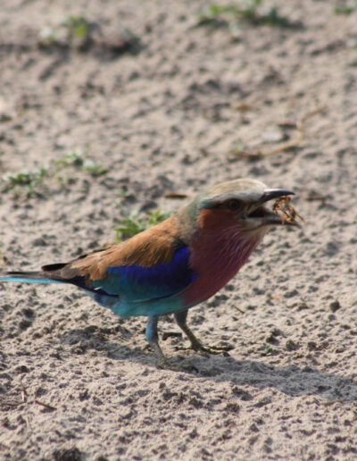 Lilac-breasted Roller taking a cricket to lunch.