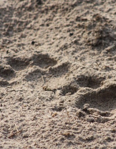 Lion tracks in the sand