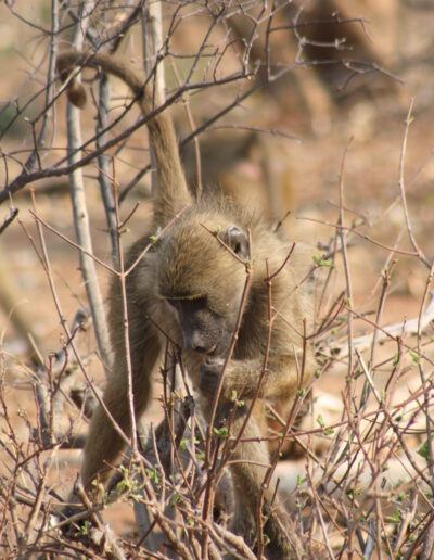 Olive Baboon