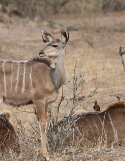 Greater kudu female group. Females and calves live in groups separate from the bull groups.