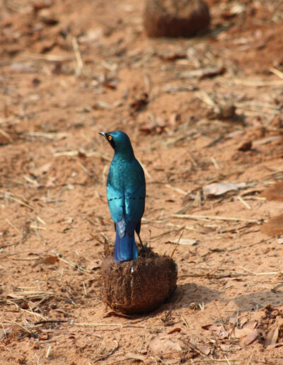 Glossy Starling on a perch left behind by an elephant.