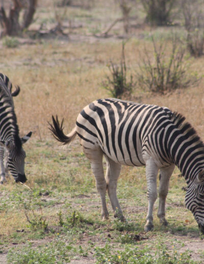 Burchell's Zebras