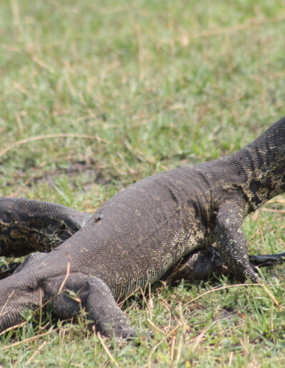 Nile Monitors feeding on a dead catfish