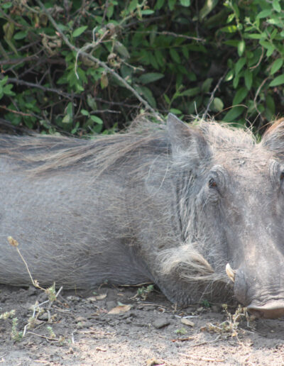 Warthog