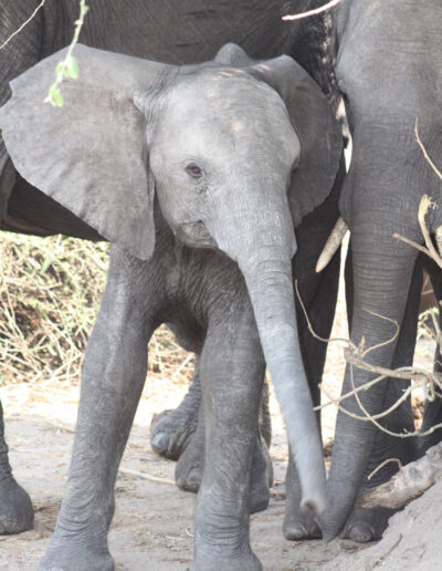 chobe_game_drive_4_459c