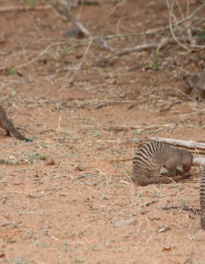 Banded Mongoose family group