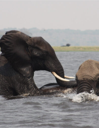 chobe_game_drive_4_662c