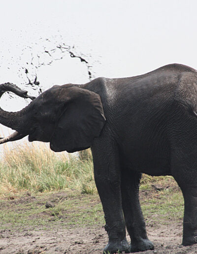 chobe_game_drive_4_671e