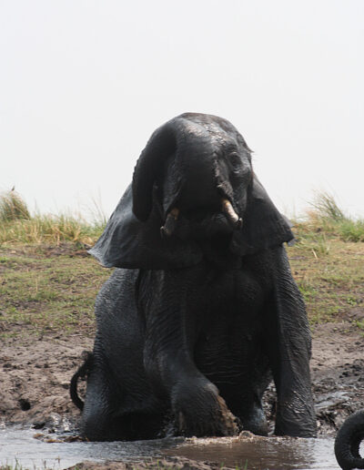 chobe_game_drive_4_678e