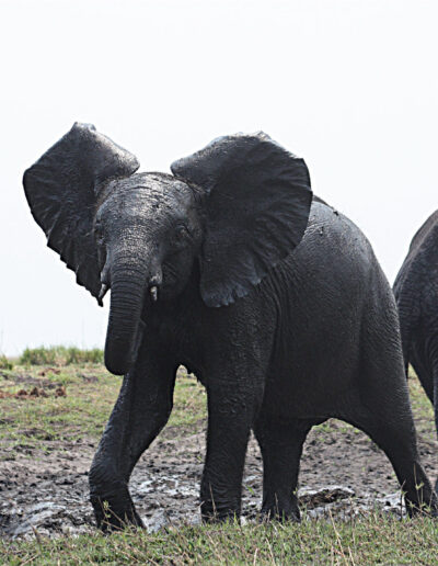 chobe_game_drive_4_683e