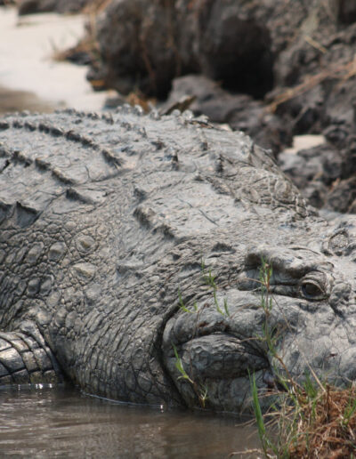 15 foot + Croc...he was a MONSTER!