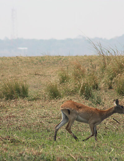 Red Lechwe