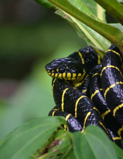 Mangrove Snake...Beautiful and venomous