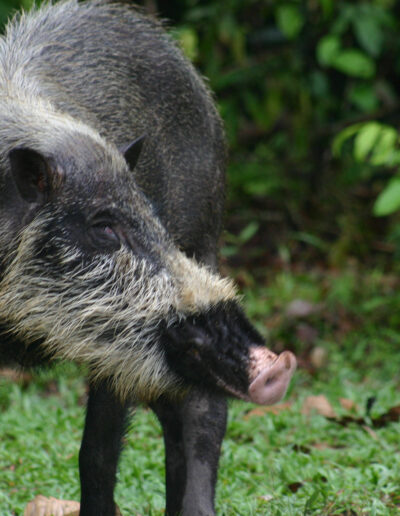 Bearded Pig