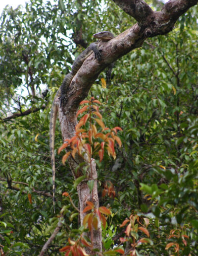 Salvator Water Monitor high in a tree over the river