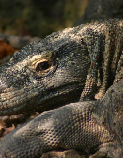 komodo_084c-scaled